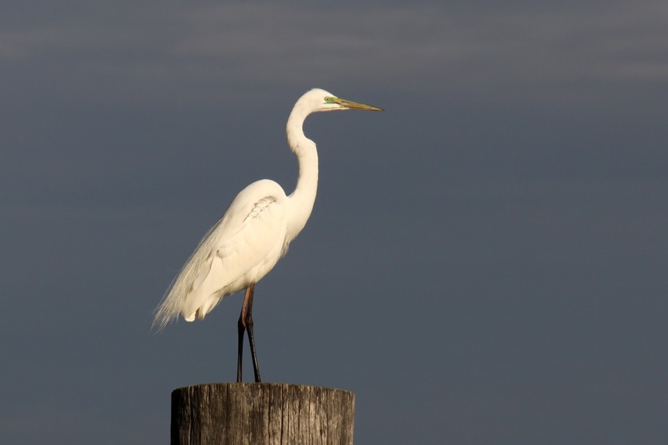 Eastern Great Egret (Ardea modesta)